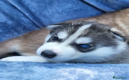 Siberian Husky dogs for sale: Beautiful Siberian Husky's - Image 4