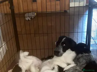 Mixed Breed dogs Puppy’s for sale - Advert 1