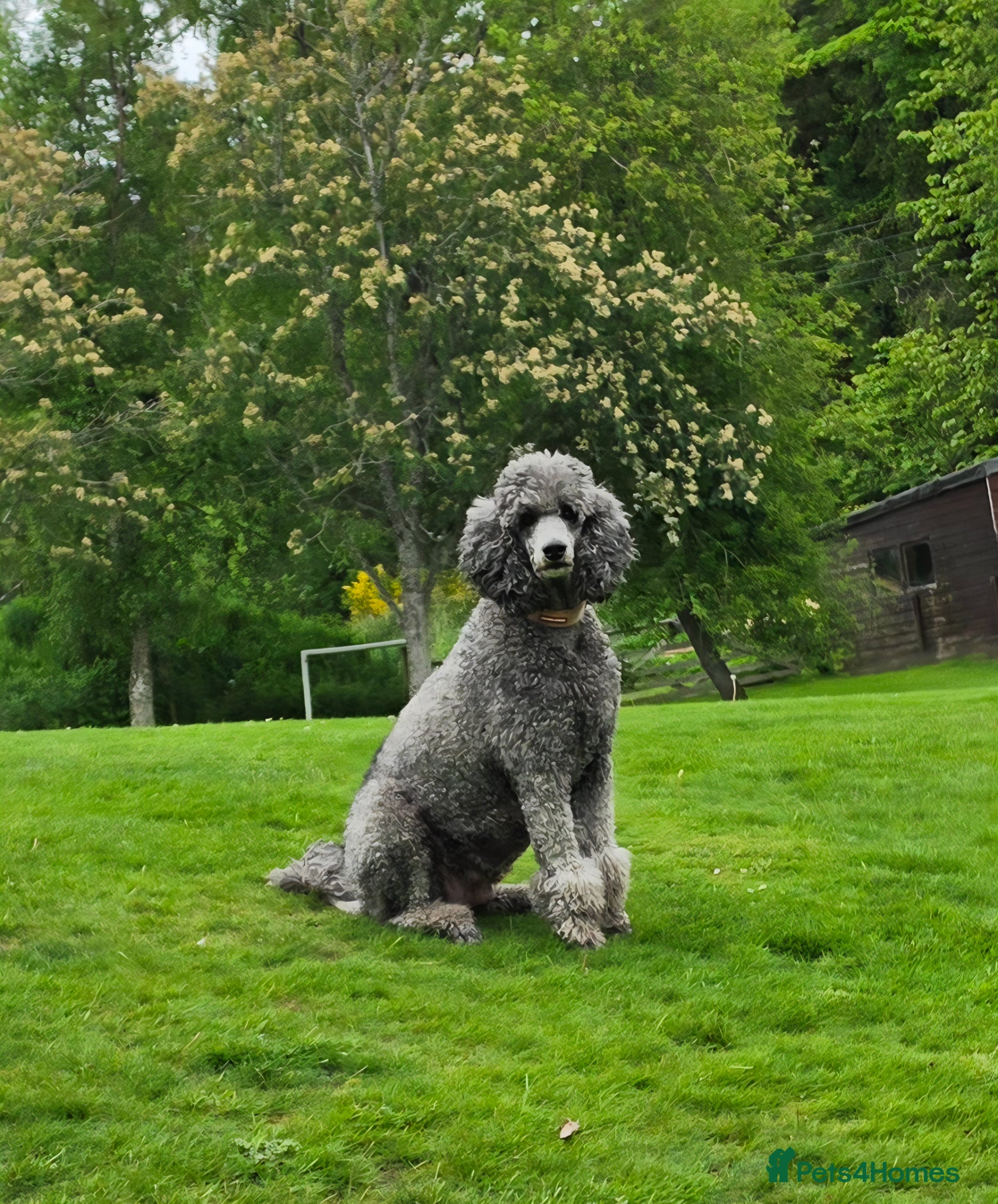Miniature Poodle dogs Final 2 - health tested - exceptional quality  - Advert 6