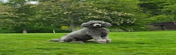 Miniature Poodle dogs for sale: Final 2 - health tested - exceptional quality  - Advert 1