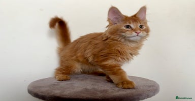 Maine Coon cats - Advert 4