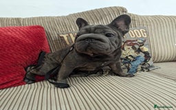 French Bulldog dogs for stud:  Elite Micro  Blue Frenchie Stud - Image 16