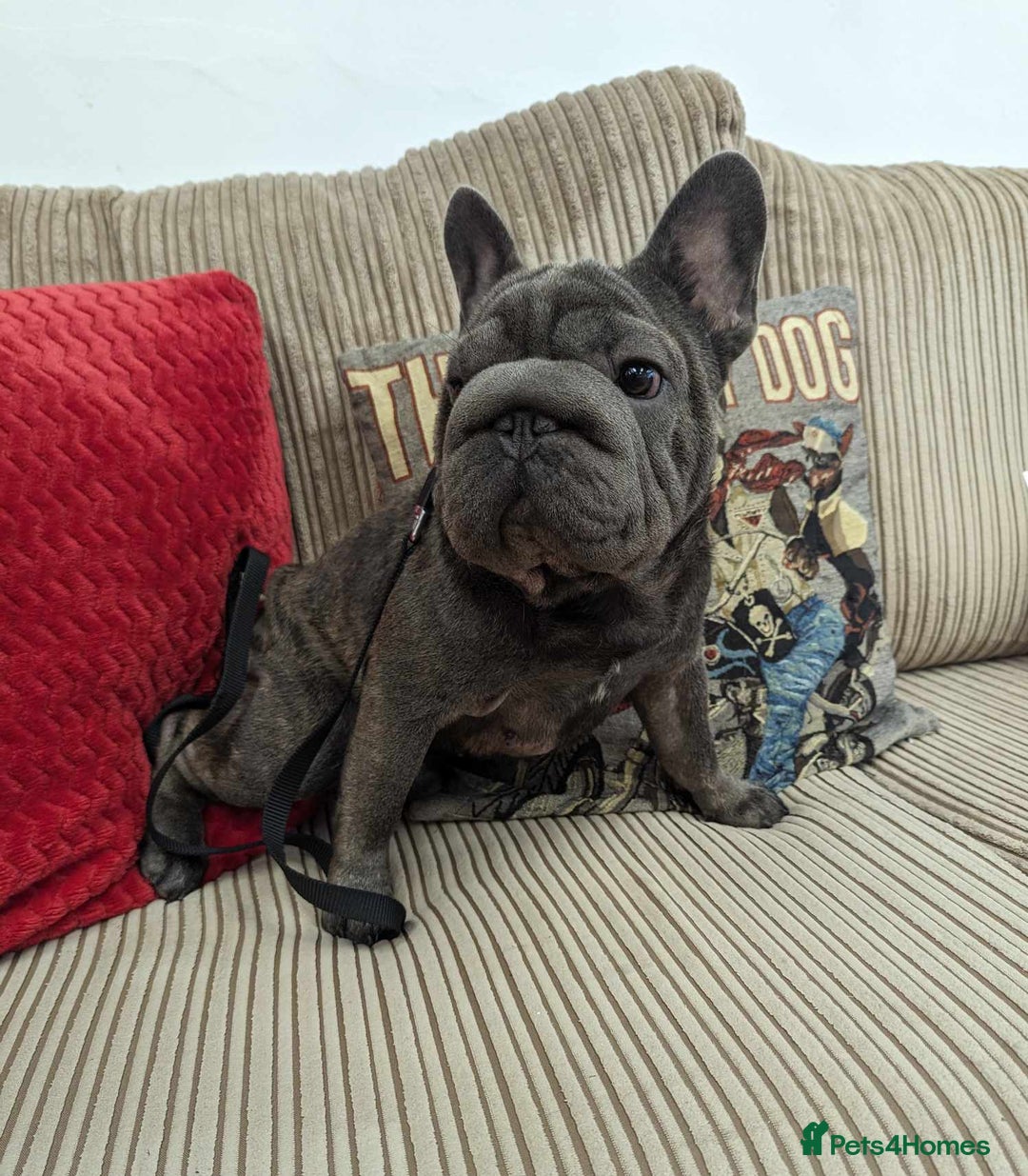 French Bulldog dogs for stud:  Elite Micro  Blue Frenchie Stud - Image 16