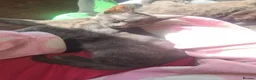 Mixed Breed cats for sale: Beautiful blue males - Advert 4