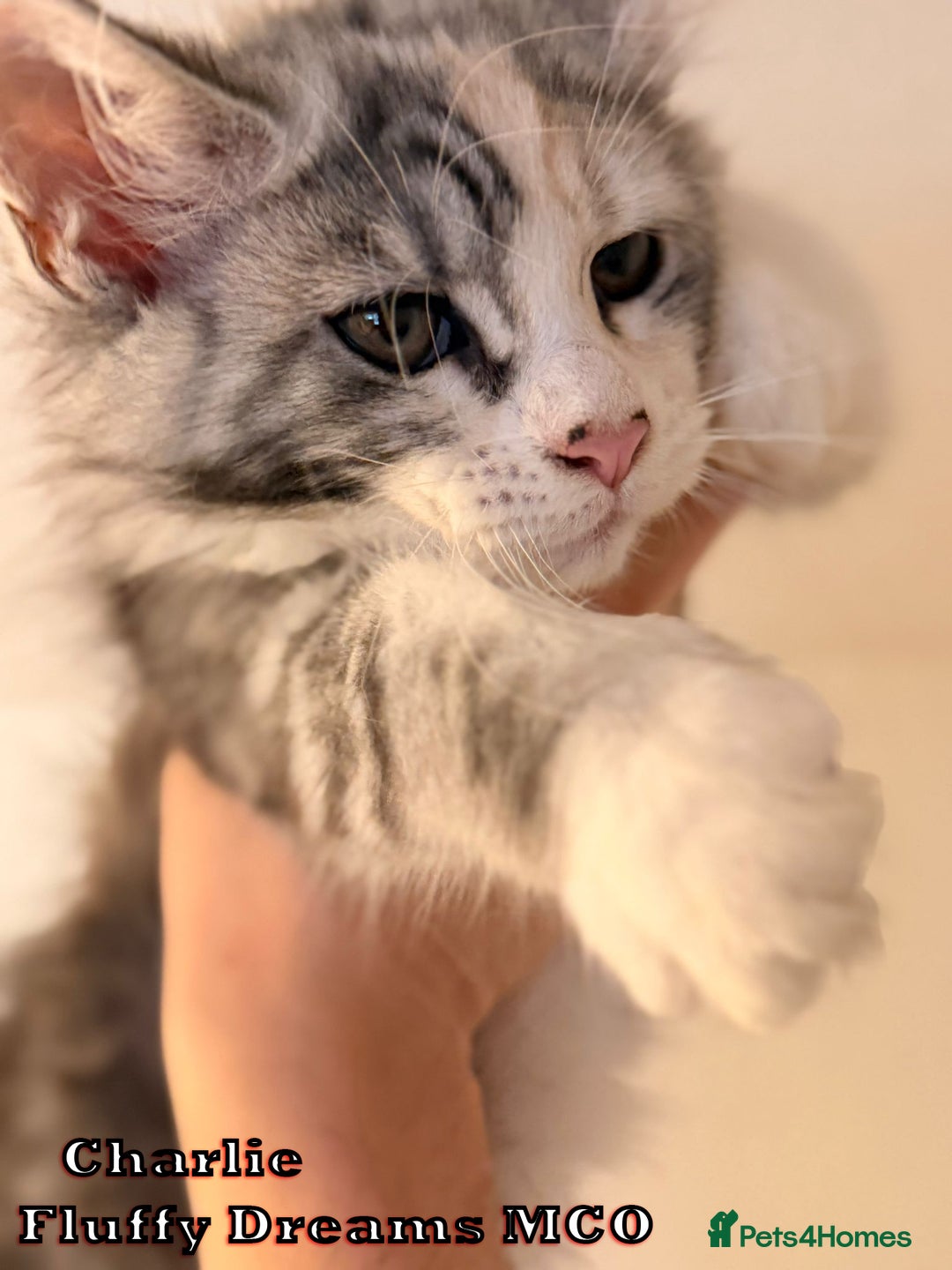 Maine Coon cats for sale: Fluffy Maine Coons 3 girls 1 boy active/non-active - Image 12