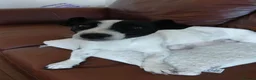 Jackapoo dogs for sale: Miniature poodle X Jack Russell - Advert 4