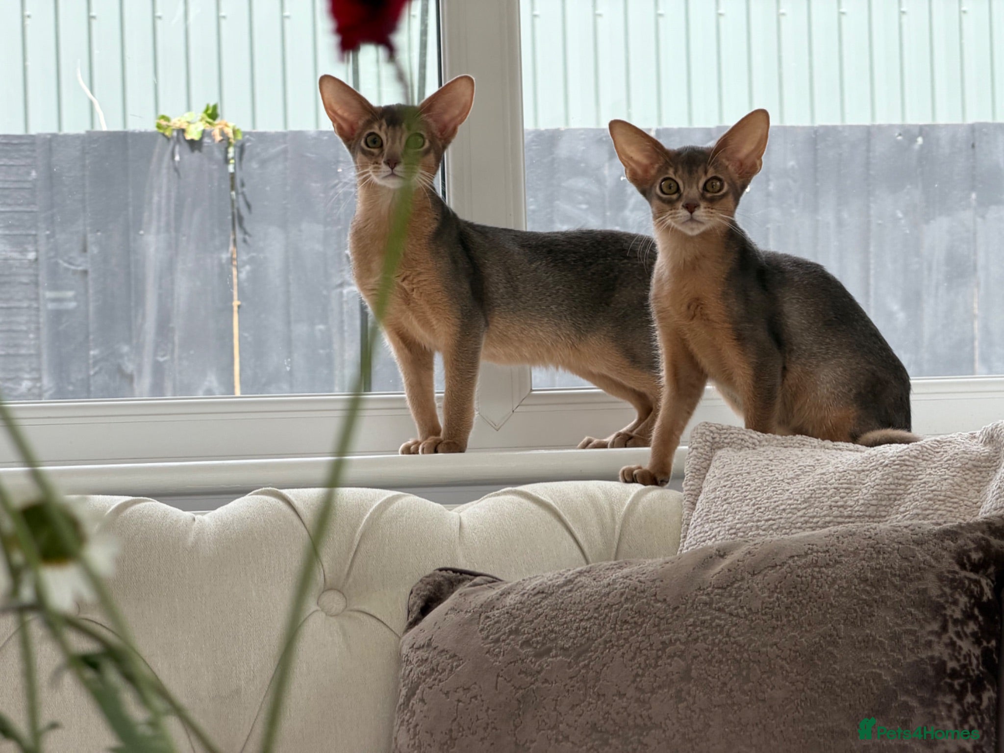Abyssinian cats     Gorgeous kittens from champion parents 😽 - Advert 10