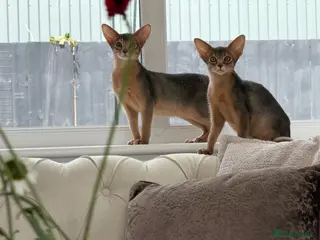 Abyssinian cats Gorgeous kittens from champion parents 😽 - Advert 10