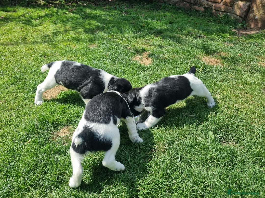 English Springer Spaniel dogs for sale: springer spaniel puppies - Image 2