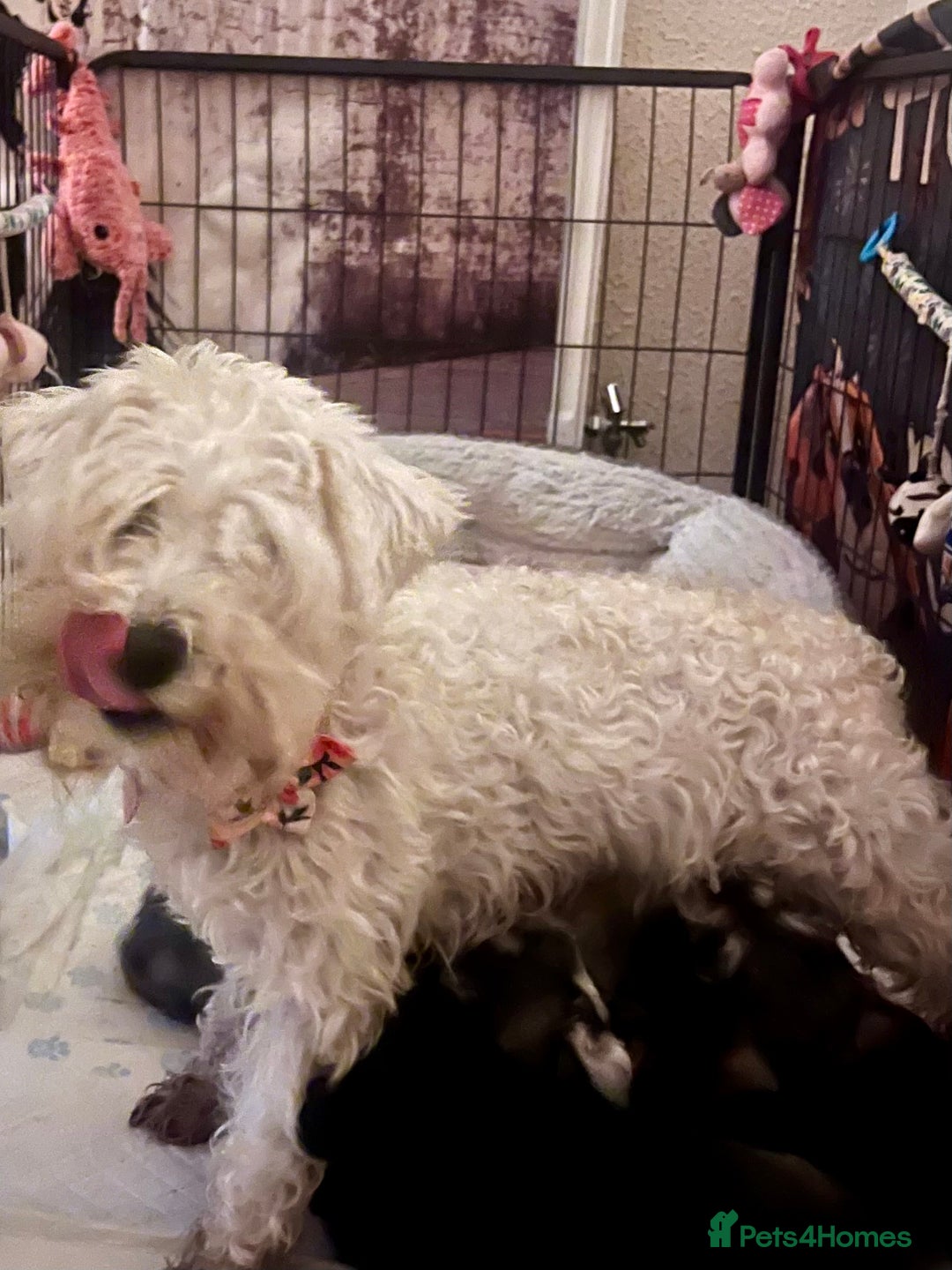 Miniature Schnauzer dogs for sale: 🤎🖤🩶Stunning Miniature Schnauzer Pups🩶🖤🤎 - Advert 21