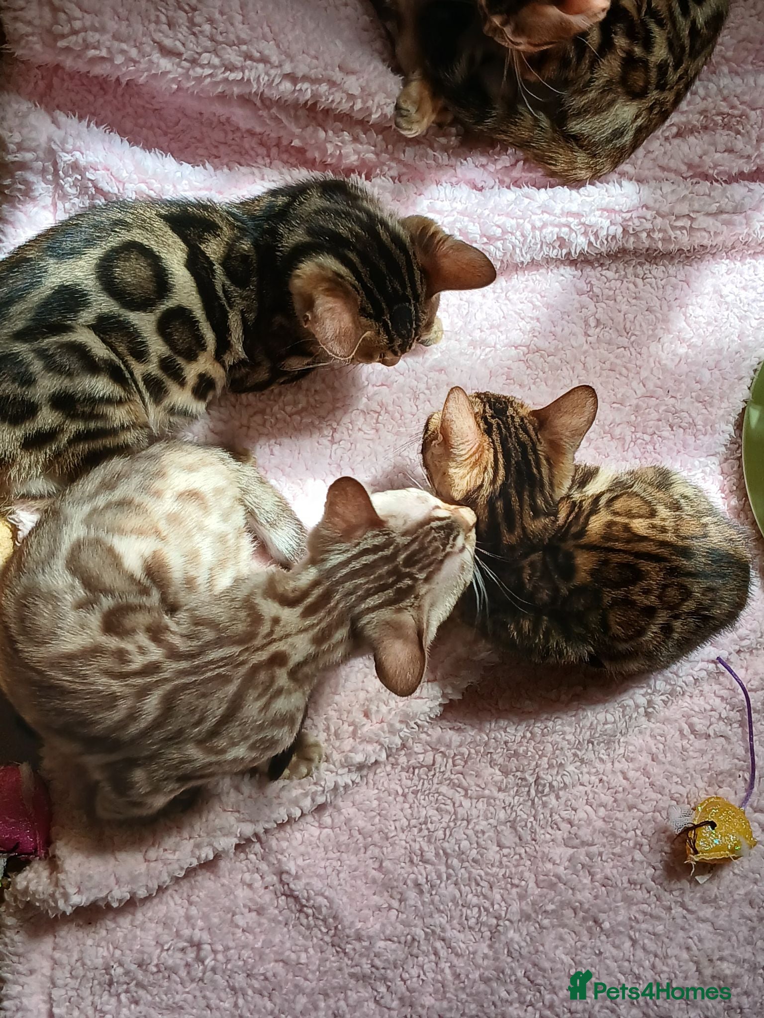 Bengal cats Family raised TICA Bengal kittens READY NOW - Advert 6