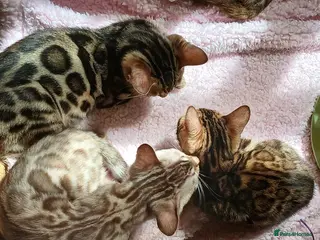 Bengal cats Family raised TICA Bengal kittens READY NOW - Advert 6