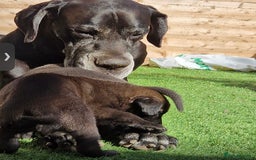 Mixed Breed dogs for sale: GREAT DANE X GERMAN SHEPHERD PUPPIES READY TO GO - Image 6