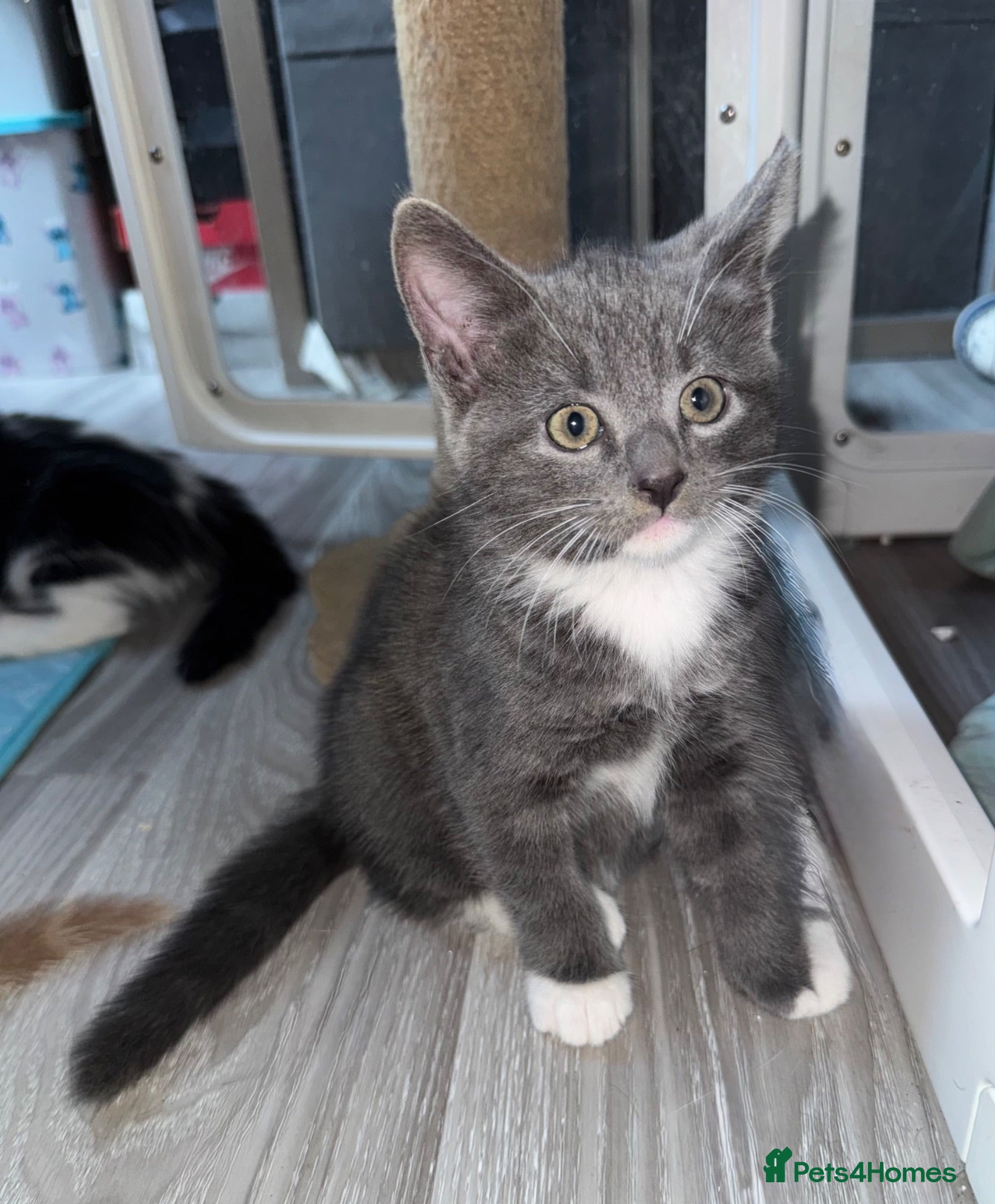 Mixed Breed cats Beautiful grey / black and white  - Advert 5