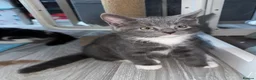 Mixed Breed cats for sale: Beautiful grey / black and white half Mainecoon  - Advert 16
