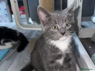 Mixed Breed cats Beautiful grey / black and white - Advert 5