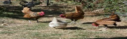 Chickens poultry for sale: 2 x Male Gold Sebright for free - Advert 4