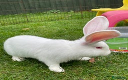 Continental Giant rabbits for sale: 2 male continental giants left - Image 2