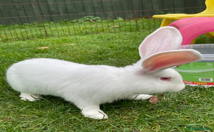 Continental Giant rabbits - Advert 1