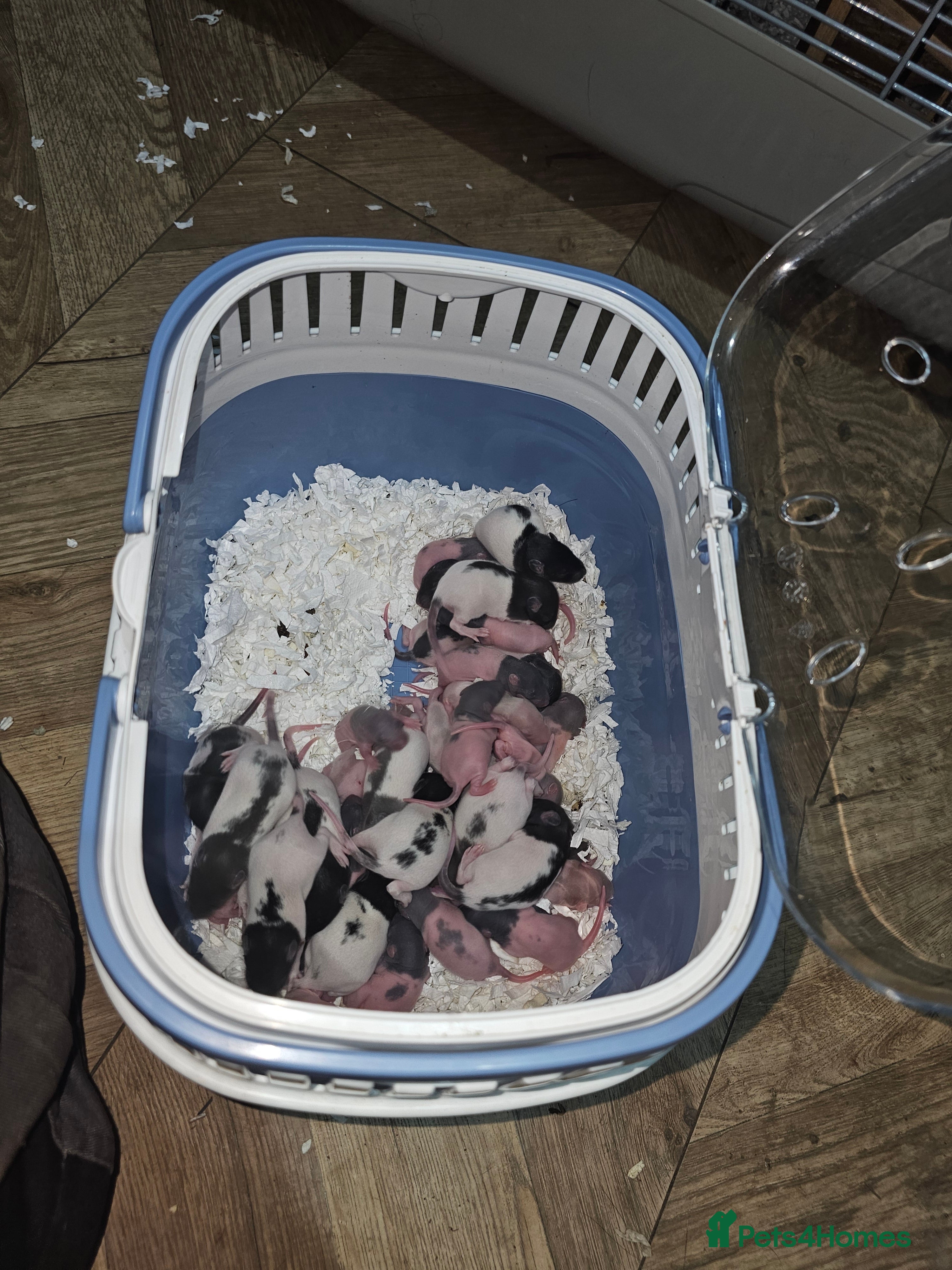 Rat rodents Mixed sex rats available in around 6 weeks  - Advert 14