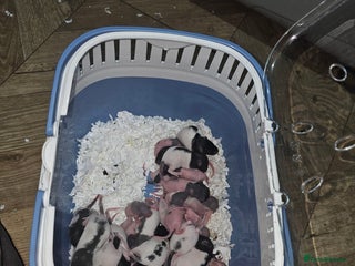 Rat rodents Mixed sex rats available in around 6 weeks - Advert 4