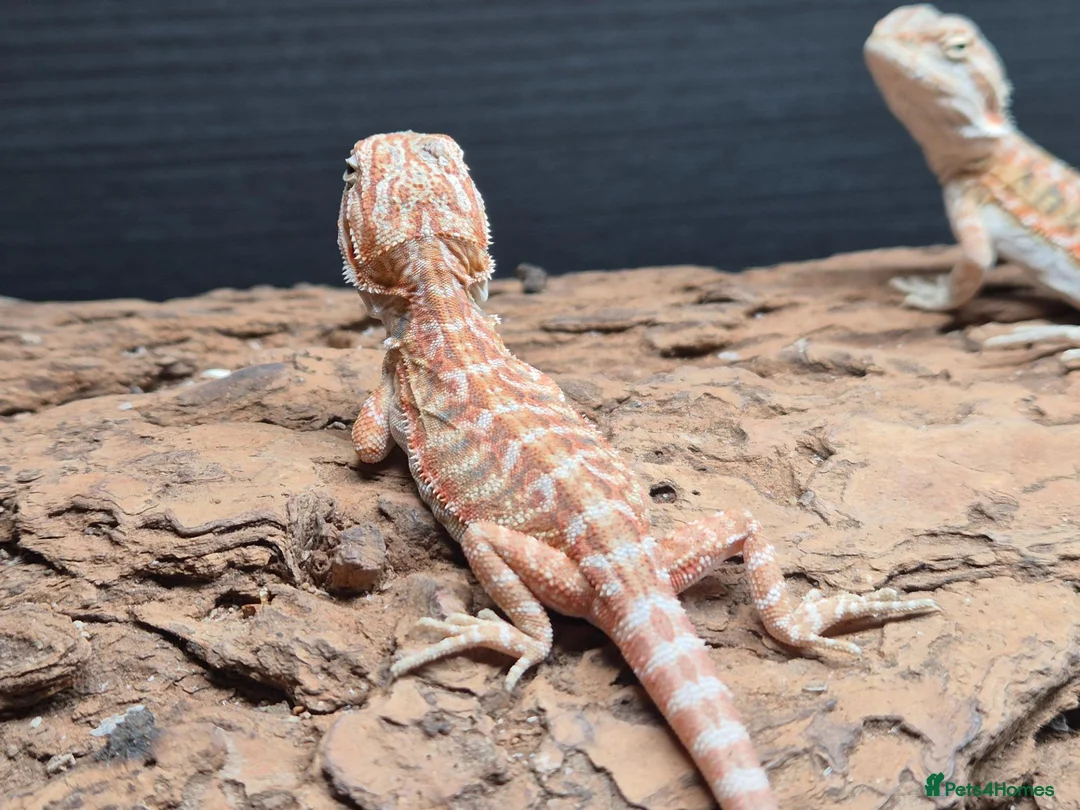 Bearded Dragon reptiles for sale: Baby bearded dragons mixed colours - Advert 6