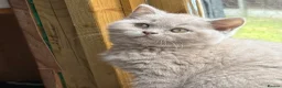 British Shorthair cats for sale: Liliac boy BSH  - Advert 4