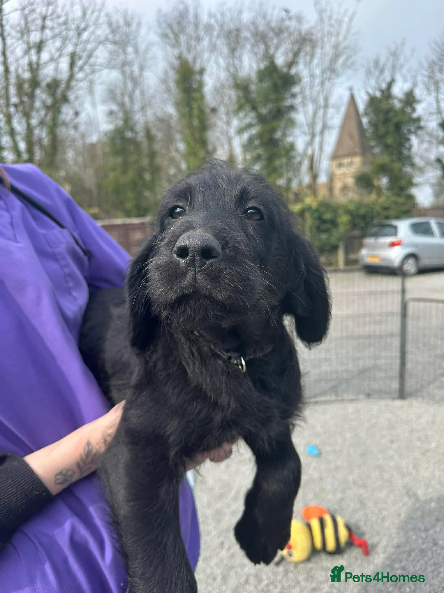 Labradoodle dogs Standard Labradoodle puppies  - Advert 6