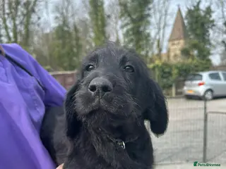 Labradoodle dogs Standard Labradoodle puppies - Advert 6