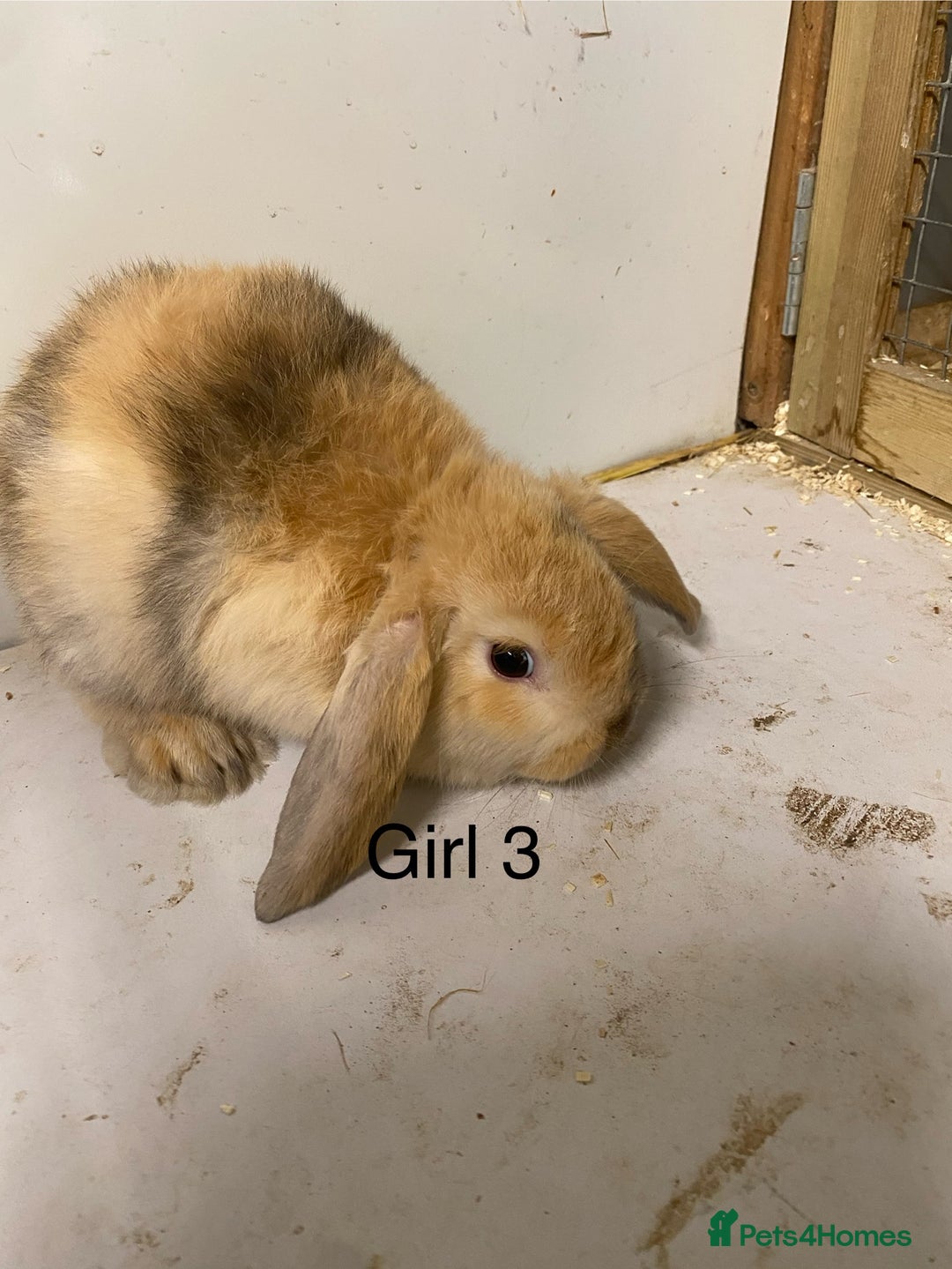 Mini Lop rabbits for sale: Beautiful Lop eared bunnies  - Advert 8