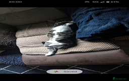 Mixed Breed cats for sale: Mixed Breed Male Tabby  - Image 5