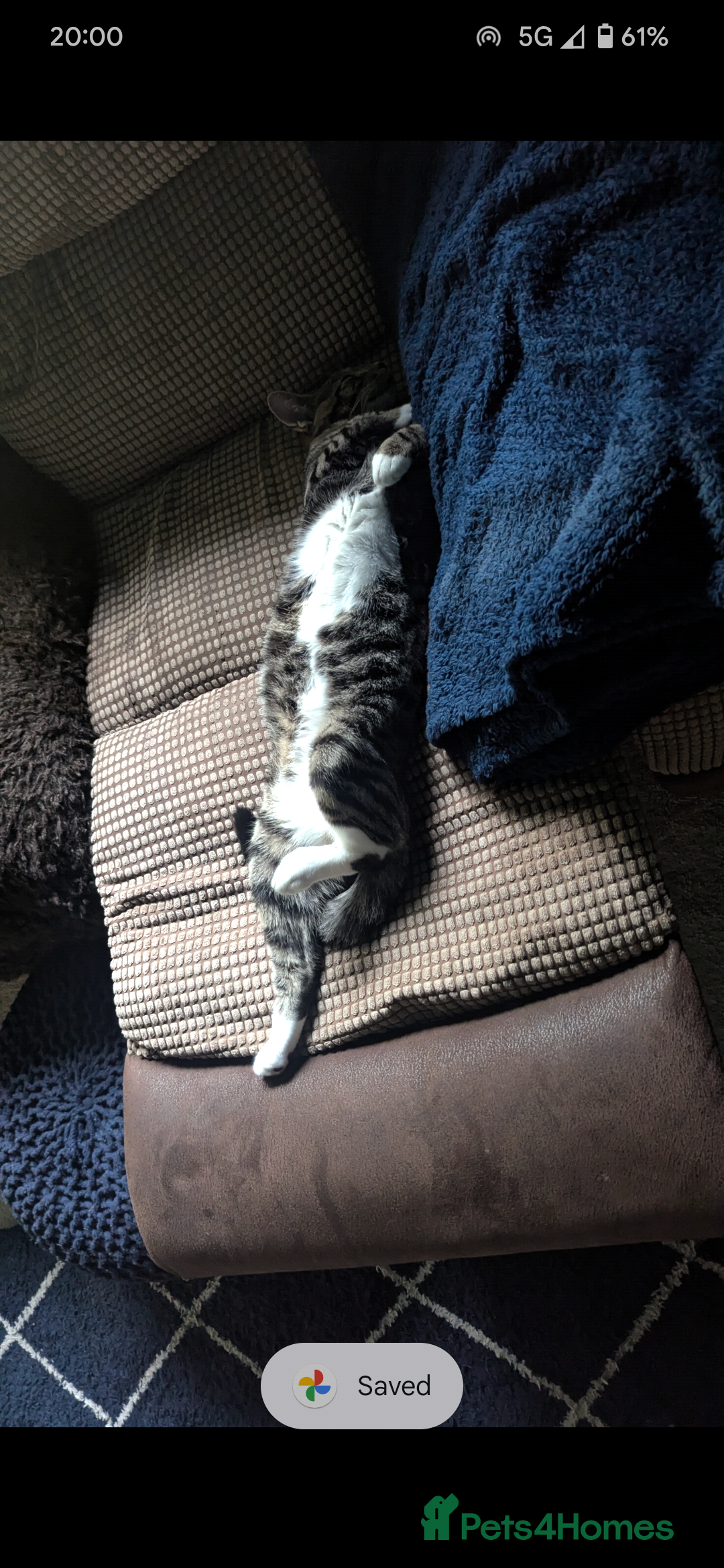 Mixed Breed cats for sale: Mixed Breed Male Tabby  - Image 5