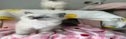 Ragdoll cats for sale: Pure bred European Ragdolls  - Advert 28
