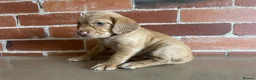 Cockerdor dogs for sale: Cockerdor puppies - Advert 11
