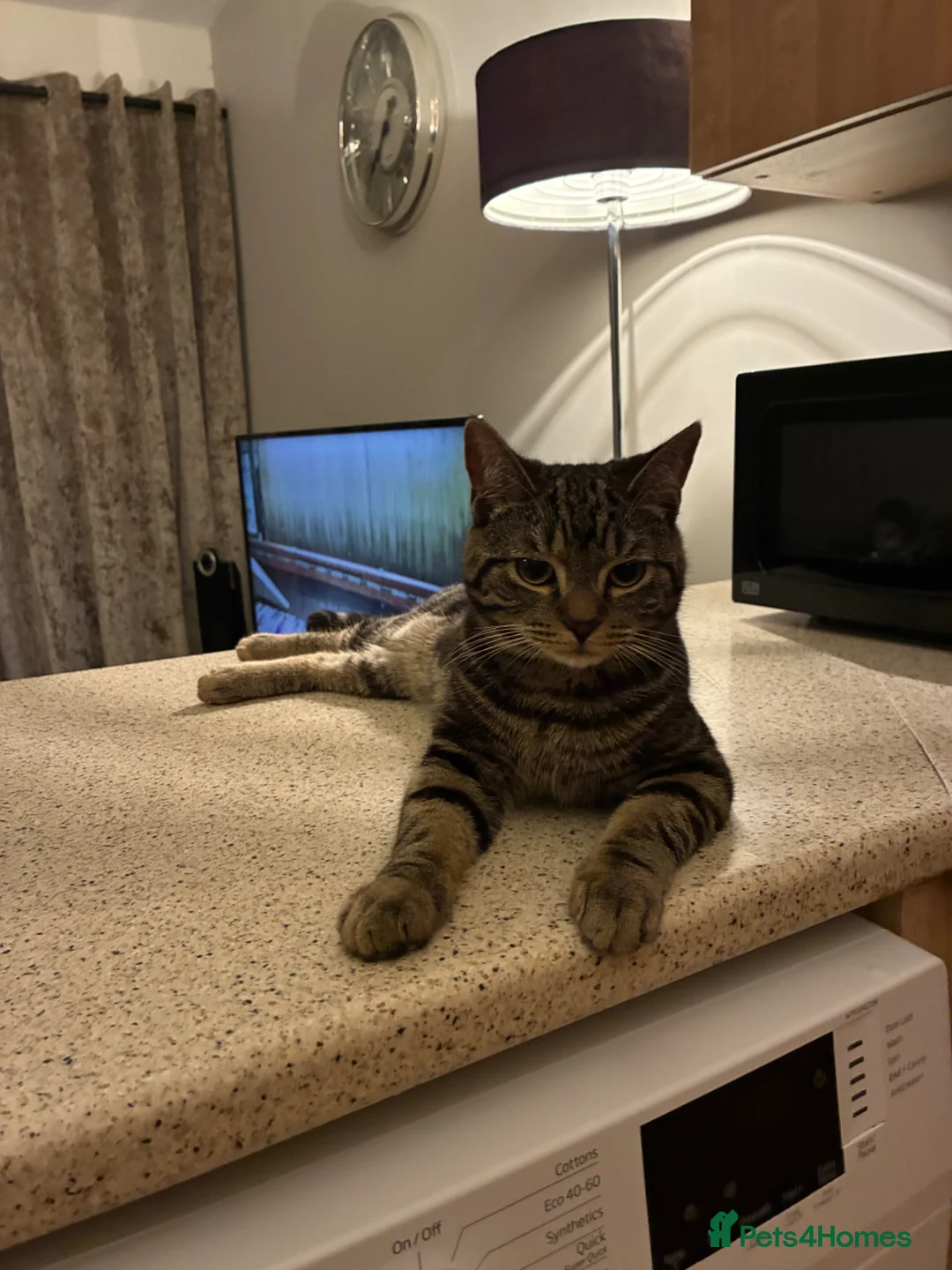 Mixed Breed cats for sale: Free to a good home in West Bromwich - Advert 2