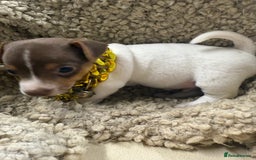 Jack Russell dogs for sale: Tiny Jack Russell pups  - Image 8