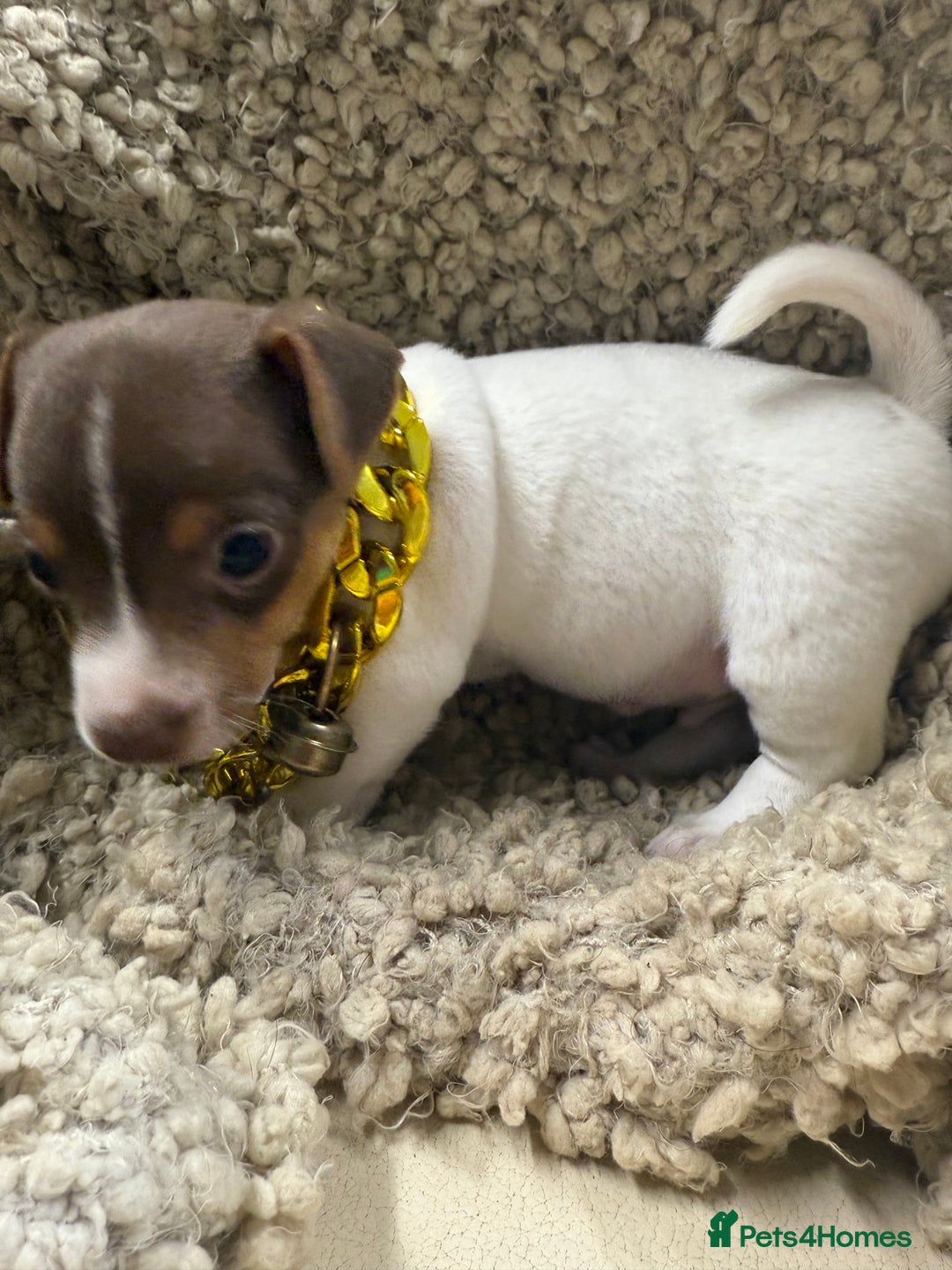 Jack Russell dogs for sale: Tiny Jack Russell pups  - Image 8