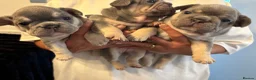 French Bulldog dogs for sale: Pedigree French Bulldog puppies-2 boys and 3 girls - Advert 12