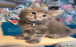 Maine Coon cats for sale: Cream pedigree mainecoon kitten  - Advert 2