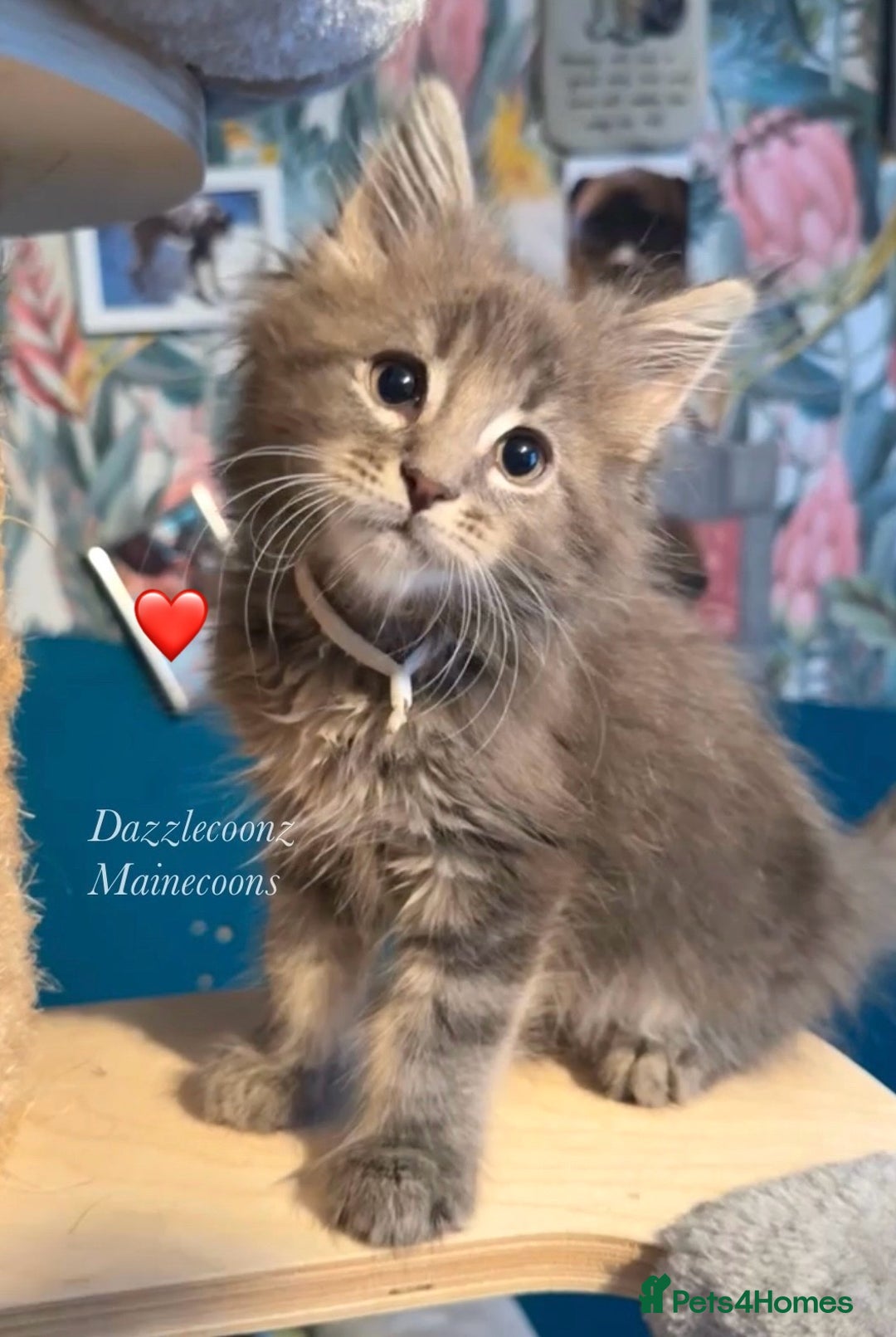 Maine Coon cats for sale: Cream pedigree mainecoon kitten  - Advert 2