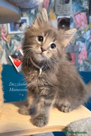 Maine Coon cats - Advert 10