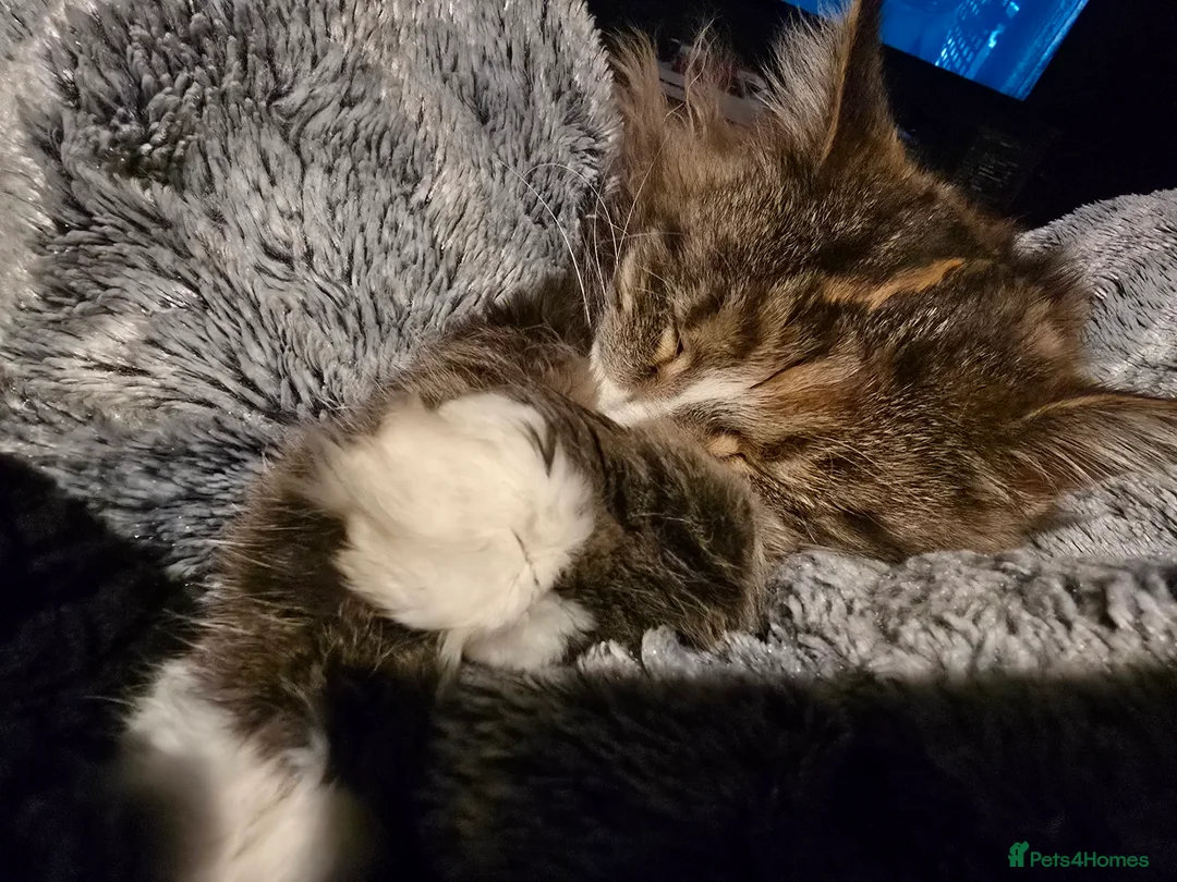 Mixed Breed cats for sale: Sisters looking for a new family home <3 - Advert 8