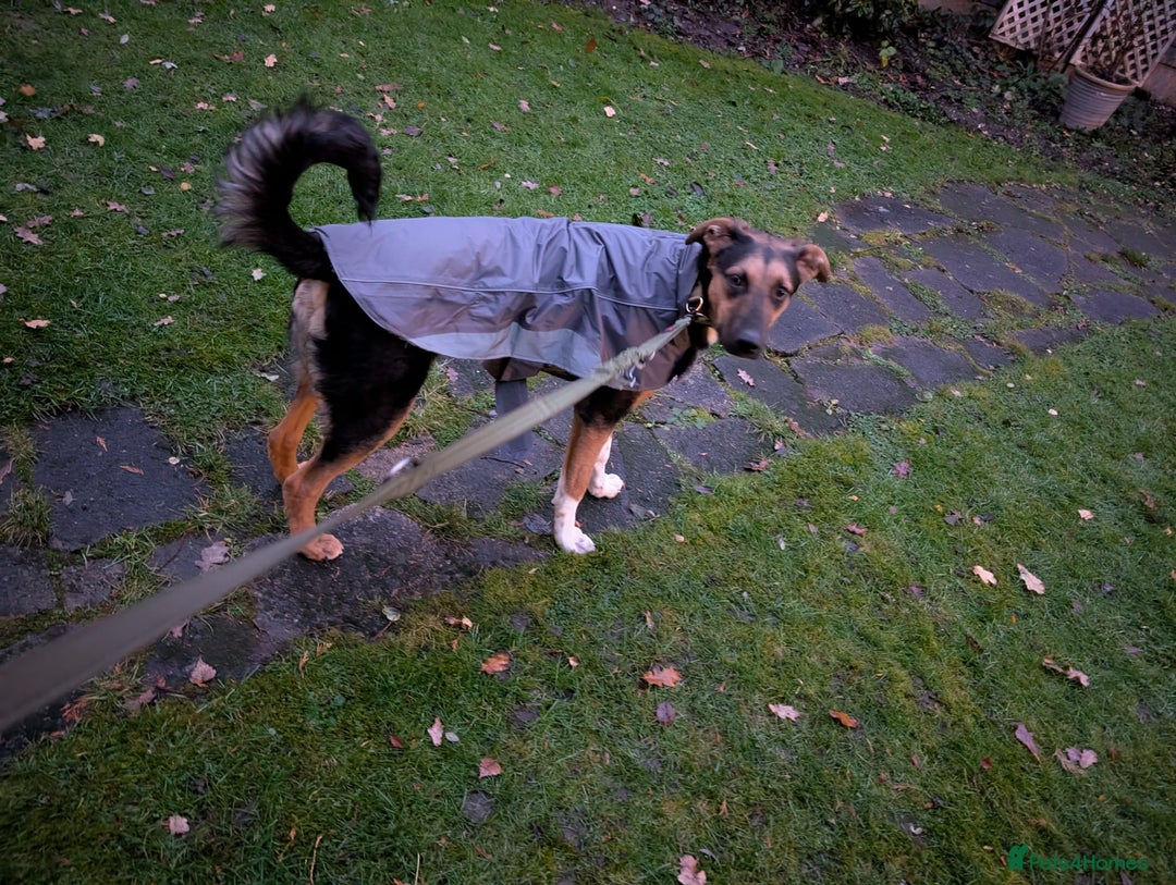 Mixed Breed dogs for adoption: 💙🐶 BRUNO -The Big, Loving Pup: FOSTER or ADOPT - Advert 8