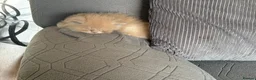 Persian cats for sale: Two gorgeous playful male kittens - Advert 4