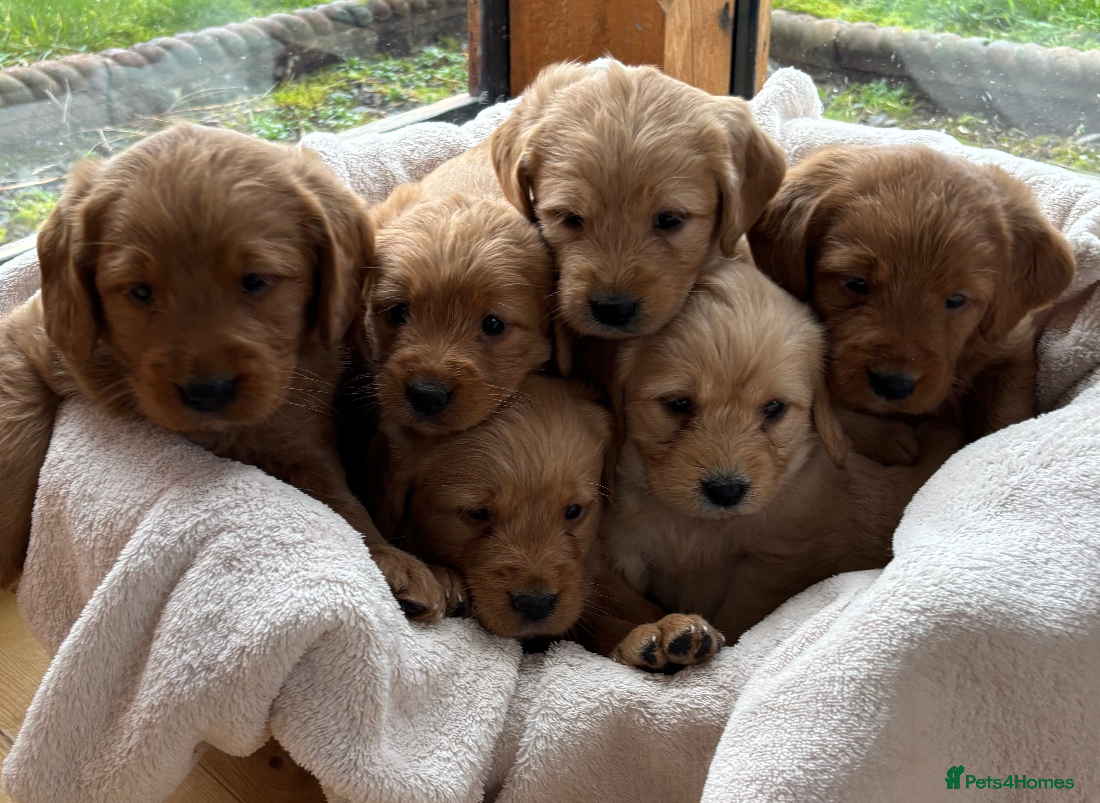 Labradoodle dogs Stunning F1 Labradoodle Puppies KC Parents - Advert 1