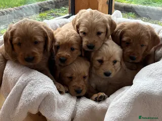 Labradoodle dogs Stunning F1 Labradoodle Puppies KC Parents - Advert 1