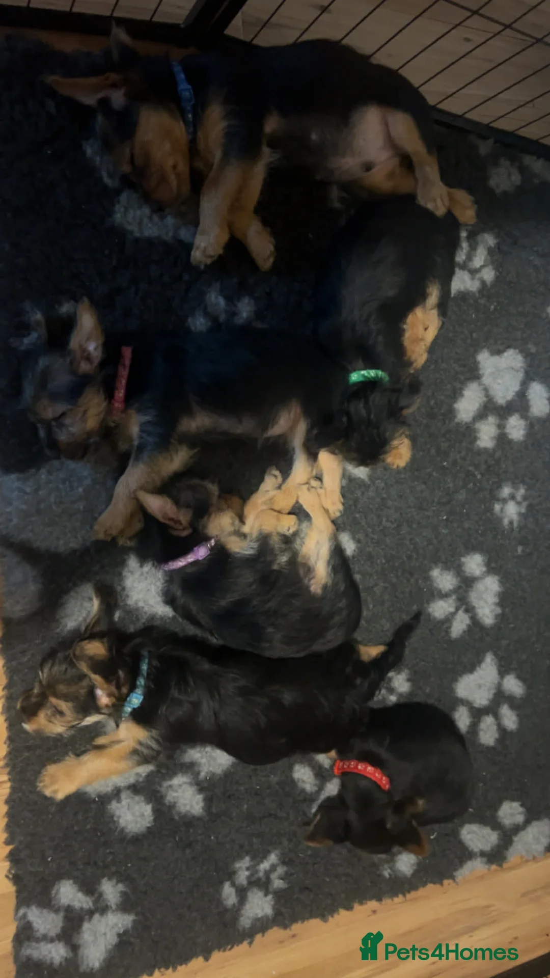Mixed Breed dogs for sale: Yorkie Russel pups for sale (price negotiable) - Advert 1