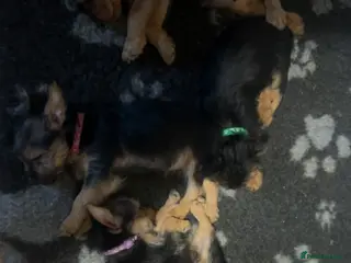 Mixed Breed dogs Yorkie Russel pups for sale (price negotiable) - Advert 1