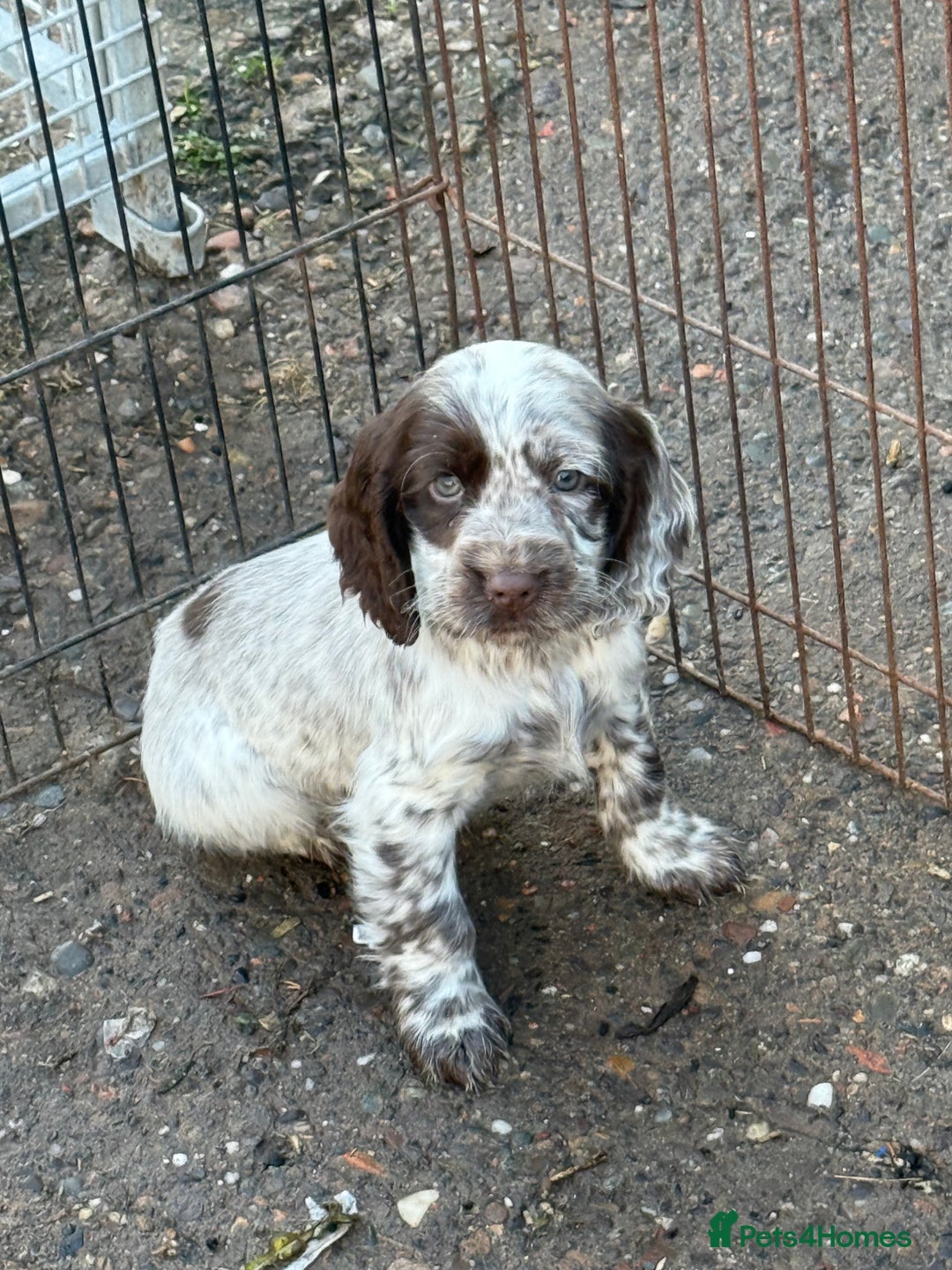 Cocker Spaniel dogs for sale: Ready Now Cocker Spaniel Male - Advert 10