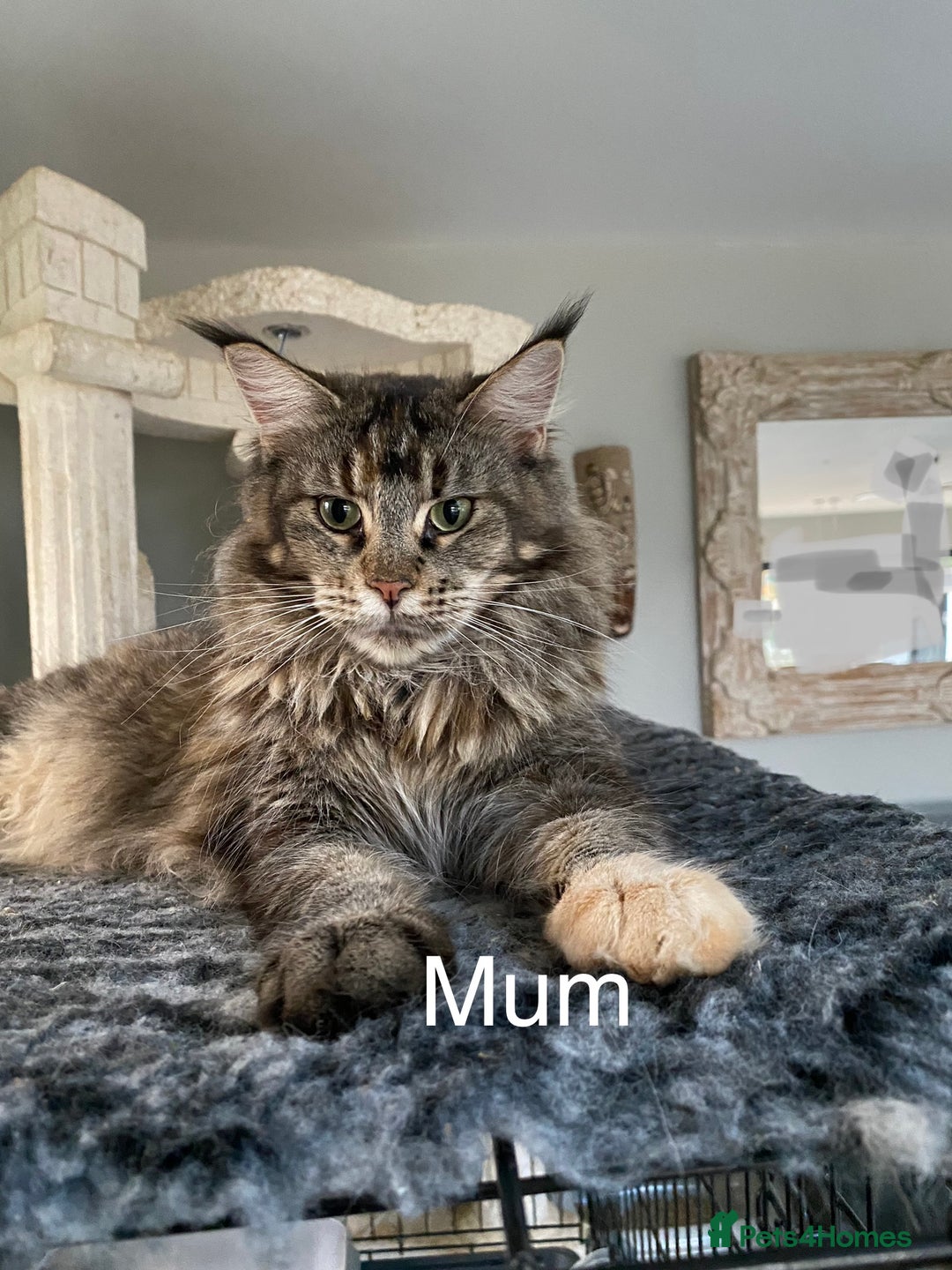 Maine Coon cats for sale: Attention please  - Image 2